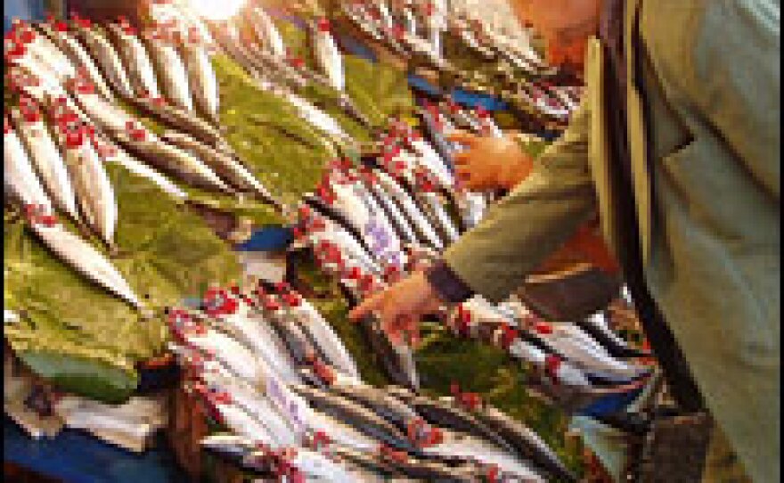 If Gelgit is lucky, he'll earn about $25 selling his catch to one of Istanbul's open-air fish markets.