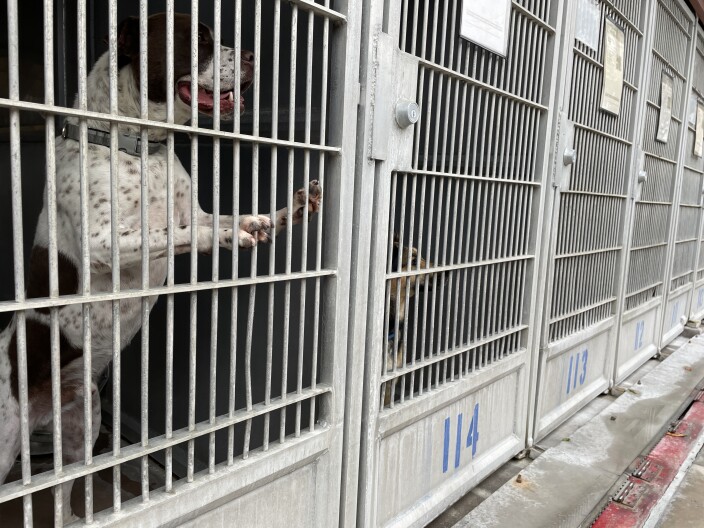 Dogs in kennels at the Bonita shelter are shown in this photo from June 3, 2025. Former shelter employees and volunteers say the dogs spend most of their time in the kennels, waiting to go for a walk or get some playtime.