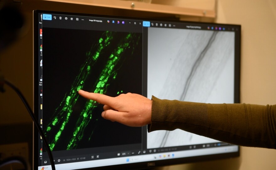 Microscopic images of plant roots at
