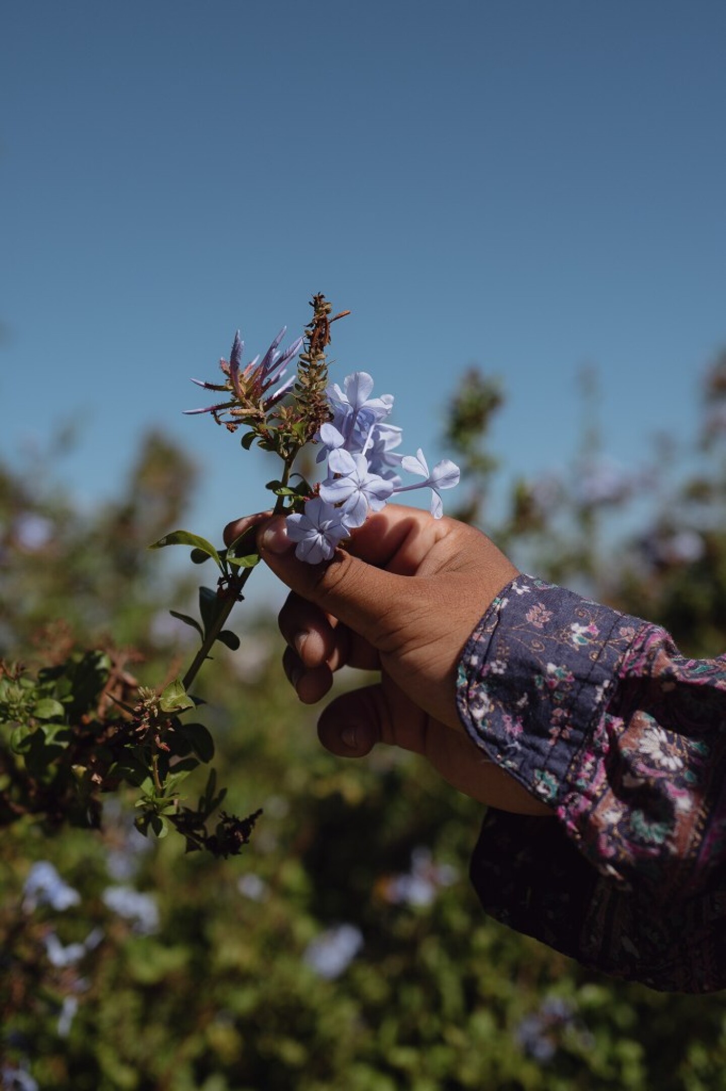 He said the palm trees and flowers remind him of the beauty that still exists. Oct. 16, 2025.