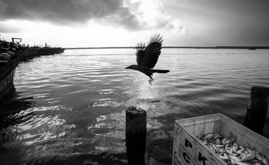 A crow flies over a crate of freshly caught fish at Kasimedu Fishing Harbour in Chennai, India, looking for fish left among the day's catch.
