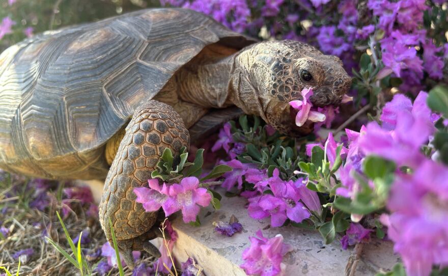 Dotty the desert tortoise eats some flowers.