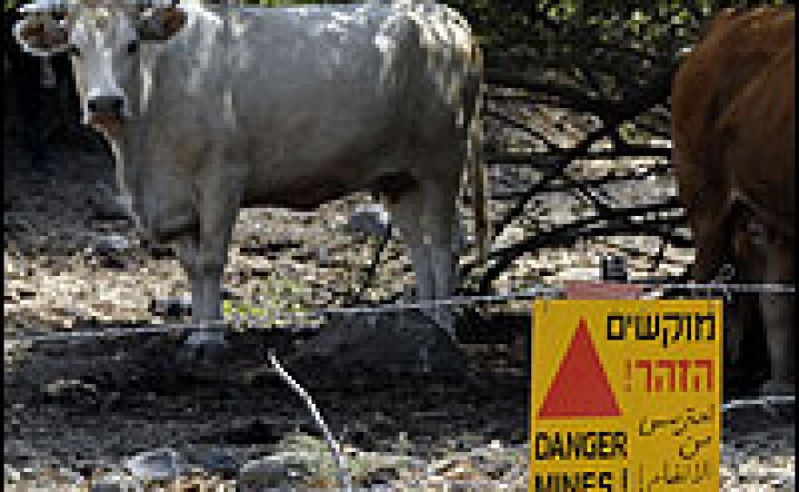 A cow sits in a minefield. Underneath the ordinary routines of the Golan's rural setting is an increasingly tense atmosphere, especially after a rise in military activity.