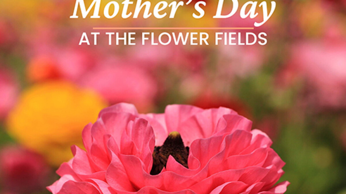 Mother's Day at The Flower Fields - Vimarsana News