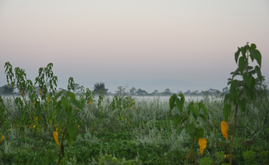 Mist rises from the tall grass that has grown over the island in the last four decades since Jadav Payeng initiated an effort to transform the sandy stretch of land into a vibrant ecosystem.