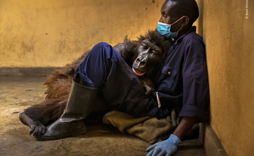 <em></em><strong>Photojournalism winner:</strong> <em>Ndakasi's passing. </em>Senkwekwe Center, Virunga National Park, Democratic Republic of the Congo. Stirton photographed Ndakasi's rescue as a 2-month-old after her troop was brutally killed by a charcoal mafia as a threat to park rangers. Ndakasi laid in the arms of her rescuer and caregiver of 13 years, ranger Andre Bauma.