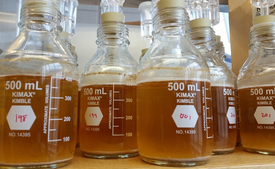 Sour beer has allowed microbiologists an opportunity to find new microbes with applications that could extend beyond simply beer.