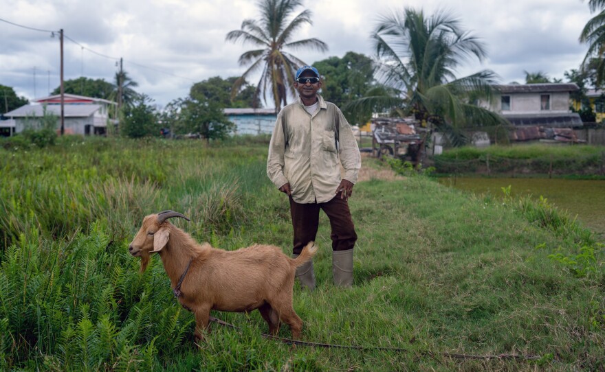 Because of the flooding, Gagatnarine Ganpat had to move his animals to higher ground but still lost many of them from the shock of switching their feeding habits. He called the flood a "terrible, terrible water." For months, he said, "You just sit. See if you can catch fish. You can't do nothing — watch the water only."