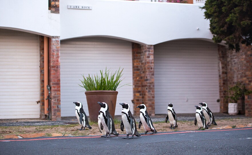 A waddle of African penguins commuting through Cape Town, South Africa.