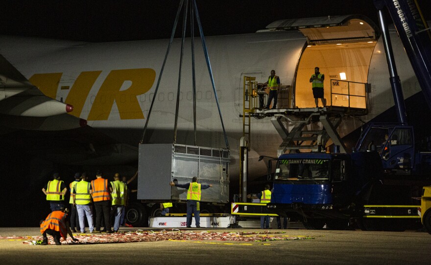 Felipe the rhinoceros is loaded onto the airplane at the Aguadilla airport. He and two hippos were headed to sanctuaries in Texas, while Mundi would make a new life at an elephant refuge in Georgia.