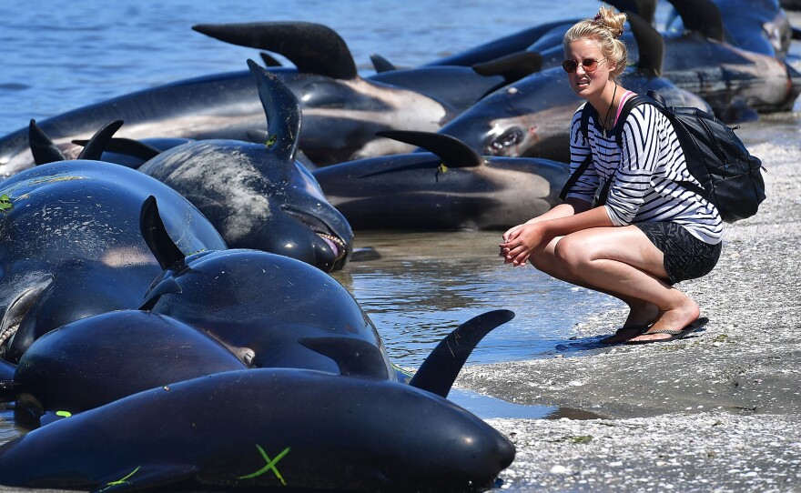 A bystander looks at a row of dead pilot whales after the mass stranding at Farewell Spit, on New Zealand's South Island, on Saturday.