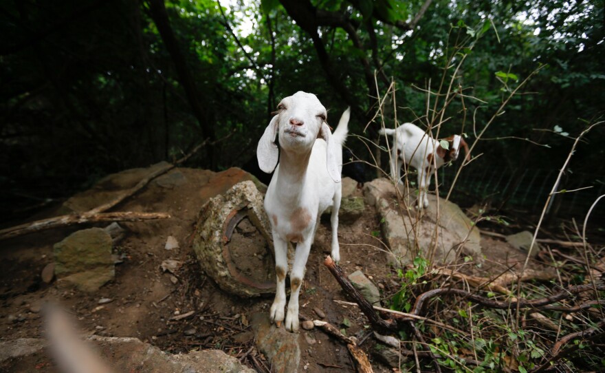 Peanut, age 5, prepares for an afternoon of eating the leaves of the invasive honeysuckle.