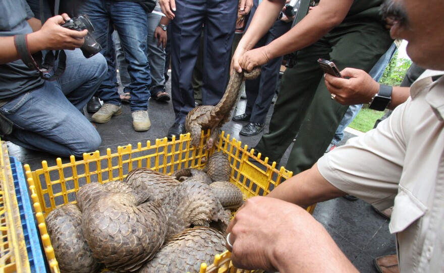 Indonesian officials show live pangolins confiscated from suspected smugglers in 2013.