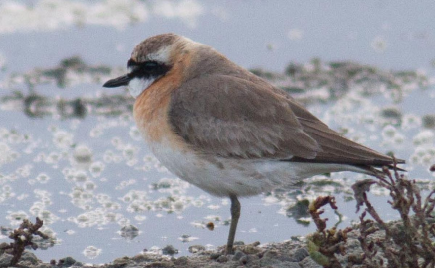 Lesser Sand Plover