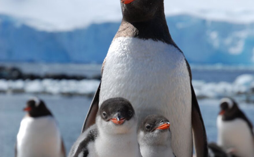 Gentoo family poses for a picture at Port Lockroy.