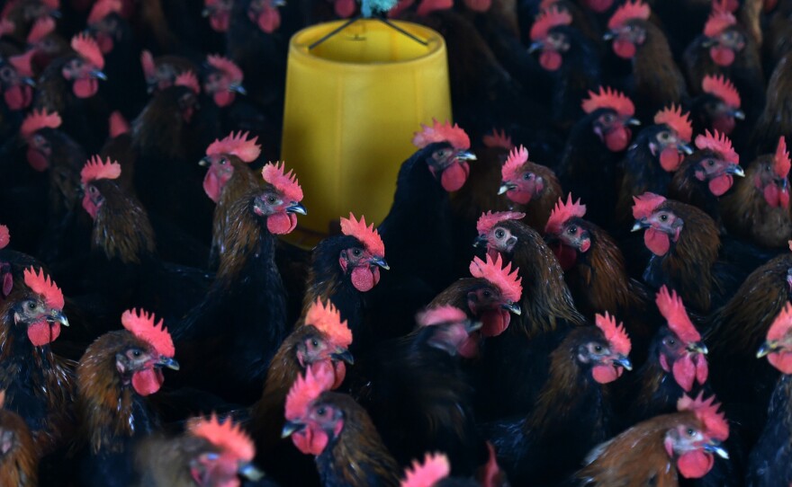 Chickens at a poultry farm in Hefei, eastern China. Antibiotics are often used to keep them healthy in densely packed quarters.