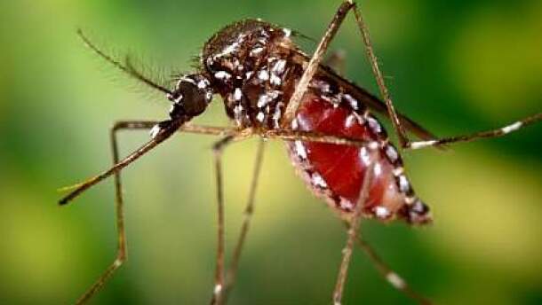 The Aedes aegypti mosquito is an invasive species but now very common in San Diego County. Undated photograph