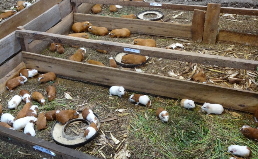 Guinea pigs on a Peruvian farm feed on grass and alfalfa.