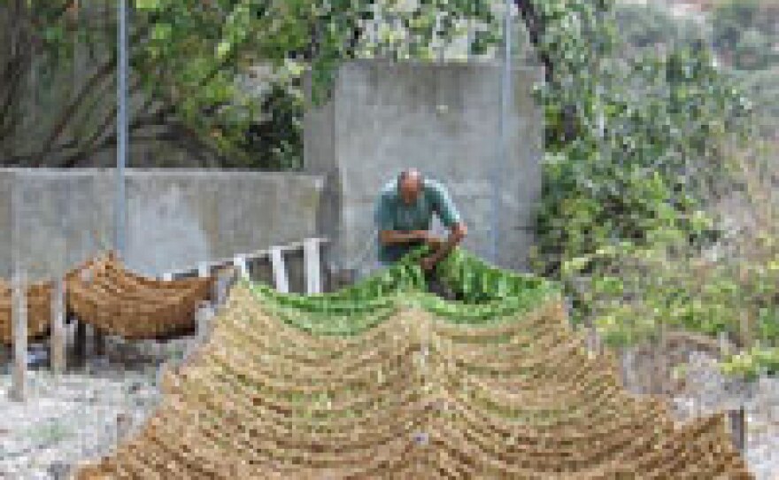 Tobacco farmer Yussuf Shelhoob hangs out leaves to dry in the village of Qana. Shelhoob lost several cousins in the July 30 airstrike. The war, he says, brought both joy and sorrow.