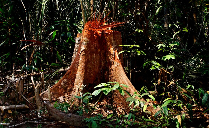 An illegally chopped down tree in Machadinho d'Oeste in the western Brazilian state of Rondonia.