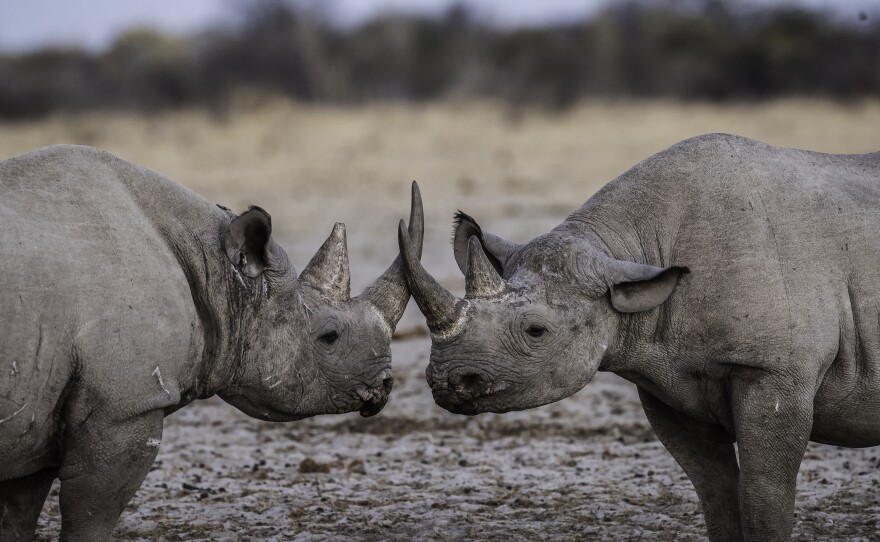 Two rhinos greet each other in this undated photo.