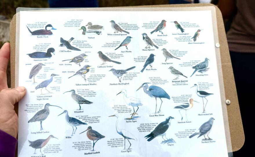 Bird watcher using a laminated guide of some of the species of birds found in the Tijuana Slough and through the Tijuana Estuary