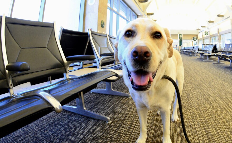 Traveling internationally with a dog — or adopting one from abroad — just got a bit more complicated. The CDC issued new rules intended to reduce the risk of importing rabies.