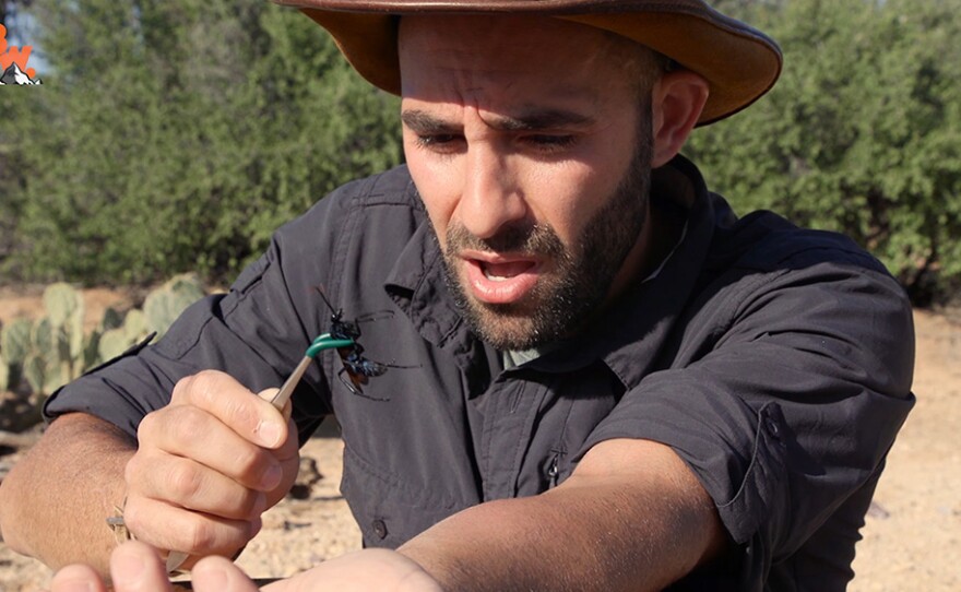 YouTube star Coyote Peterson intentionally stinging himself with a tarantula hawk spider.