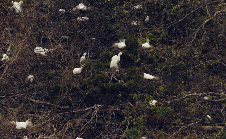 A mixture of great egrets, snowy egrets and white ibis nesting near the welcome center in Ocean City.