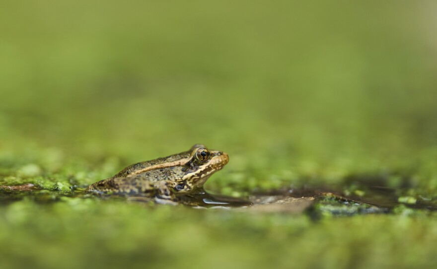 A red-legged froglet peeks out in a restoration pond that is part of a cross-border effort to bring back the native species in both Baja California, Mexico, and Southern California, Monday, Aug. 11, 2025, on a ranch outside of El Coyote, Mexico.