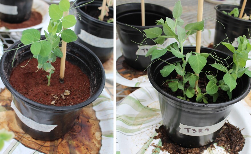English peas grow in simulated Martian dirt.