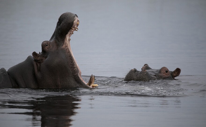 A hippo yawns to display aggression and hostility rather than sleepiness.