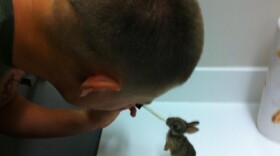 Camp Pendleton Navy corpsman feeding baby rabbit.