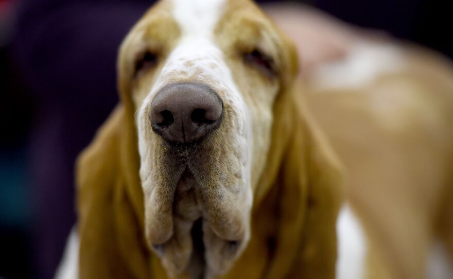 A Basset Hound waits to be primped.