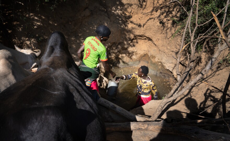 Morans pull groundwater from a pit for their waiting cows. Digging a makeshift well like this is often the only way morans can get their cattle a drink during the dry season.