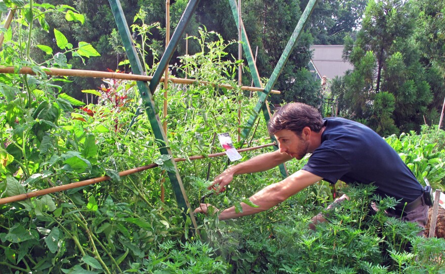 Joe Brunetti, a horticulturalist with Smithsonian Gardens, prunes Cherokee Purple tomato vines at the American Museum of Natural History Victory Garden.