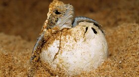 Once the turtles hatch, will they know where to go? Biologists aren't sure.