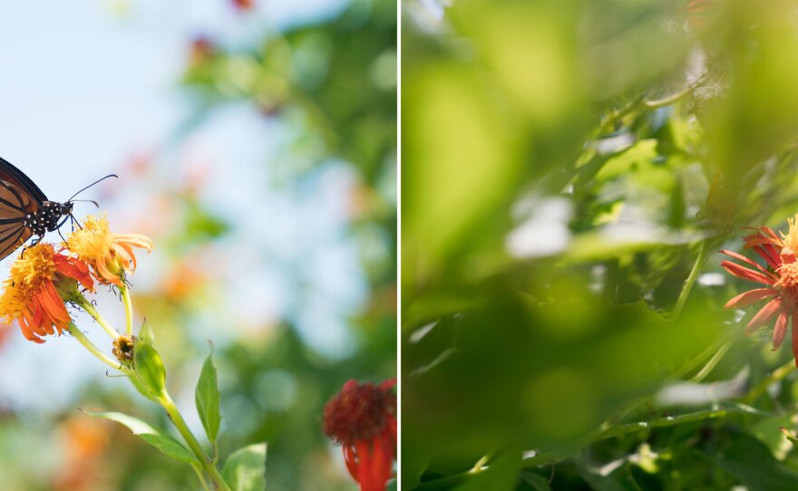 A soldier butterfly (left) and a large orange sulphur are some of the 100 species of butterflies that can be found at the National Butterfly Center.