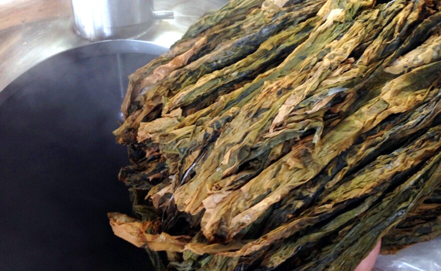 The sugar kelp used to make beer.