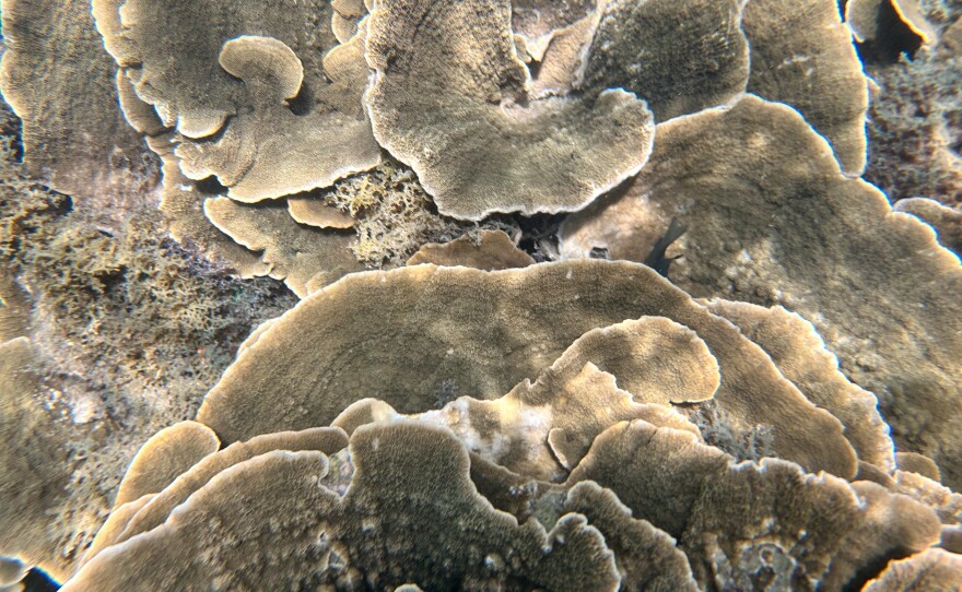 Reefs are vital for humans. Half a billion people depend on coral reefs for food, livelihoods and flood protection, since reefs can dissipate the power of waves hitting shore.