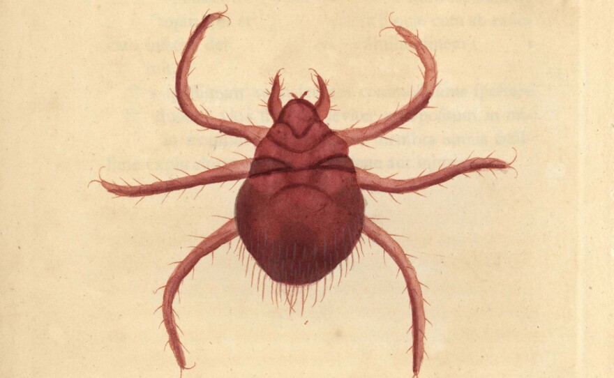A hand-colored copperplate engraving from 1790, depicting a chigger.