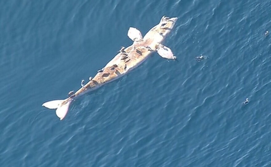 A deceased whale floats off the coast of Torrey Pines State Park, March 19, 2015.