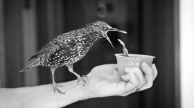 Carmen, the pet starling of author Lyanda Lynn Haupt, prepares to dine on applesauce.