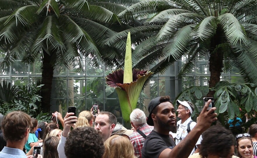 Hundreds of people flocked to the United States Botanic Garden to see (and smell) a corpse flower in full bloom.