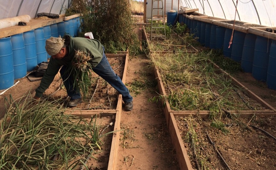 Stacey Jensen picks onions from his greenhouse at North Leupp Family Farms. The Navajo Nation hopes to to put the money generated from the tax into community farms like this one.