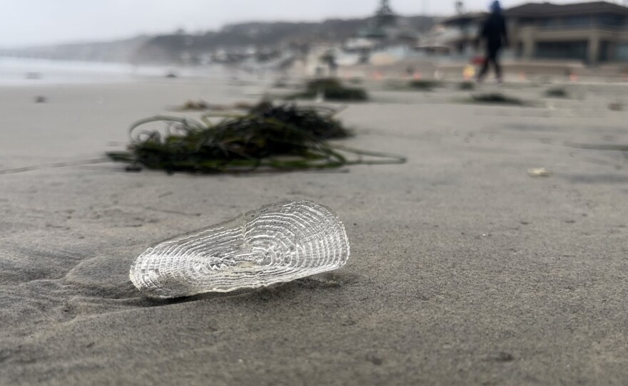 A velella velella on the beach in La Jolla on Friday, May 10, 2024.