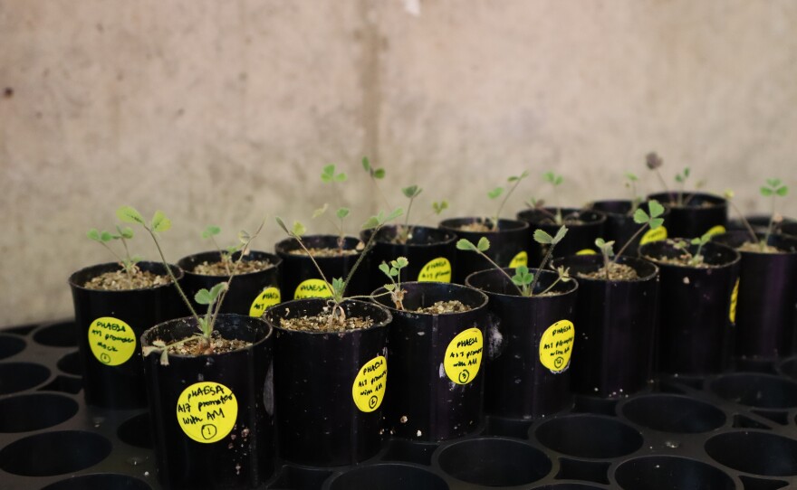 Plant samples grow in labeled containers at the Salk Institute on Wednesday, Aug. 8, 2025.