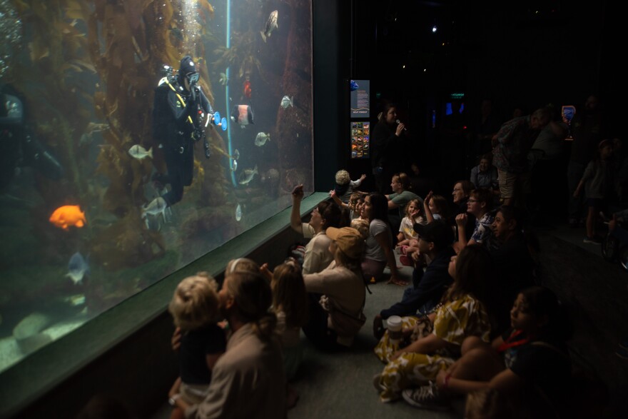 Celeste Parry waves "good bye" to a crowd while SCUBA diving in Birch Aquarium's Giant Kelp Forest Tank on Aug. 14, 2025. San Diego, Calif.