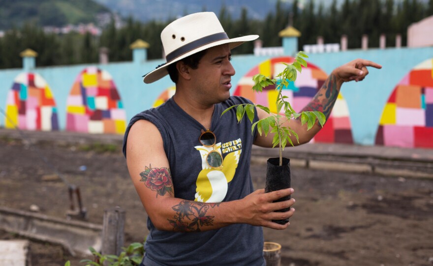 Juan Pablo Romero holds a young plant which, when fully grown, will be used as renewable firewood. <strong></strong>
