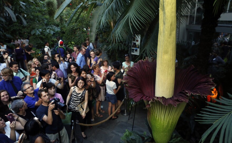 A crowd surrounds a corpse flower, a giant rainforest plant known for its awful smell, at the U.S. Botanic Garden on Aug. 22.